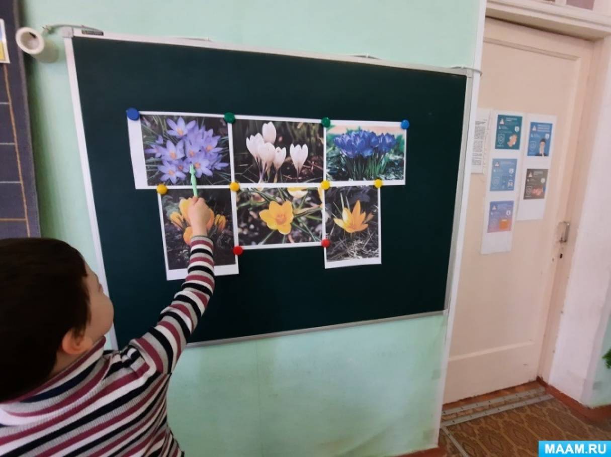 Смотреть фотографию №4 Фото №4 Все дикорастущие виды крымских крокусов заповедные занесены в Красную книгу