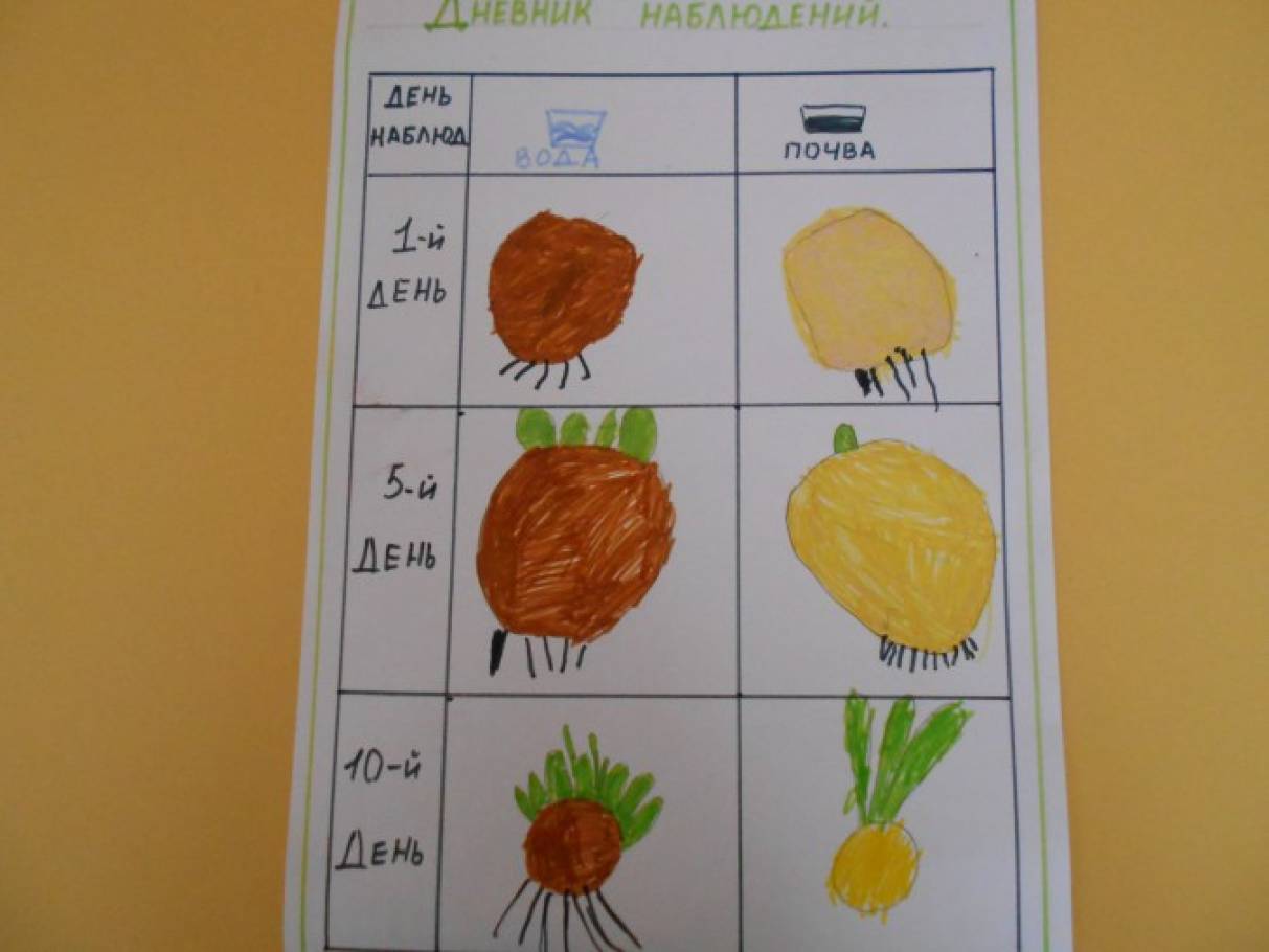 Наблюдения за растениями в детском саду. Дневник наблюдений средняя группа. Дневник наблюдений для дошкольников. Дневник наблюдения за растениями в детском.