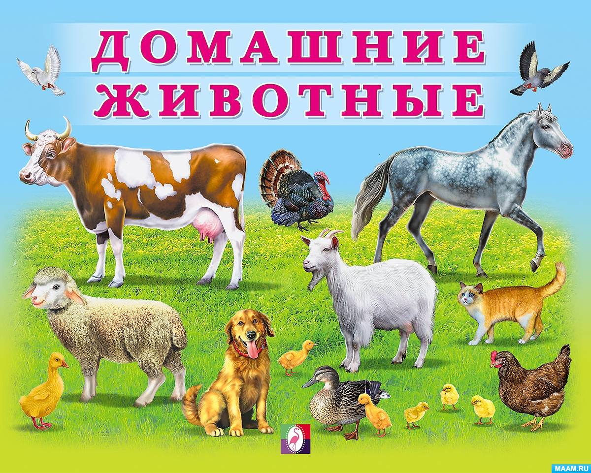 «Домашние животные» (1 фото). Воспитателям детских садов, школьным ...