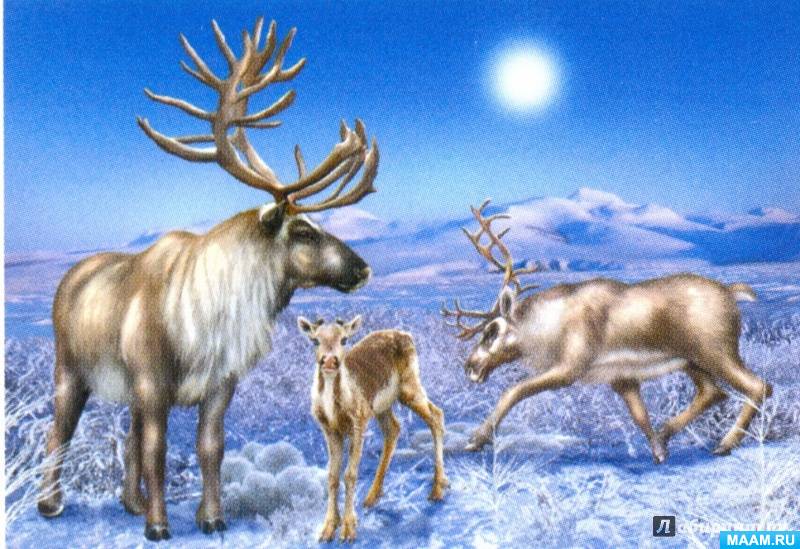 Конспект по развитию речи на тему: «Северные олени» для детей старшей ...