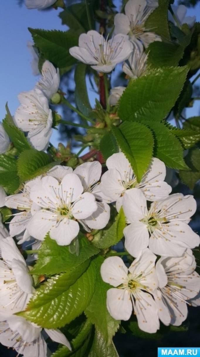 Лада дэнс сады цветут