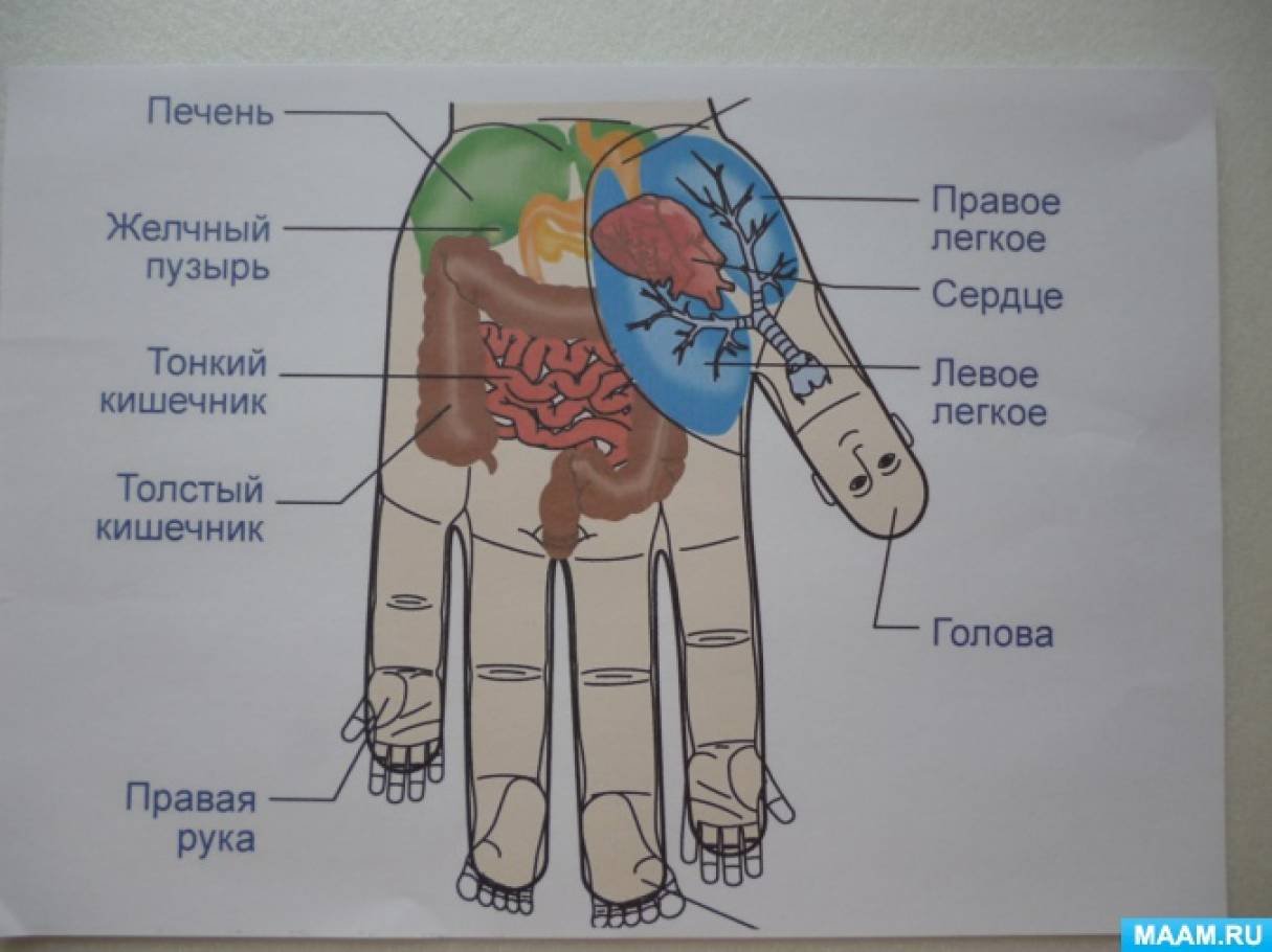 Су-джок проекция на ладони. Зоны соответствия су джок на ладони. Точки су джок на ладони. Су джок проекция органов на ладони. Точки су джок на ладони.