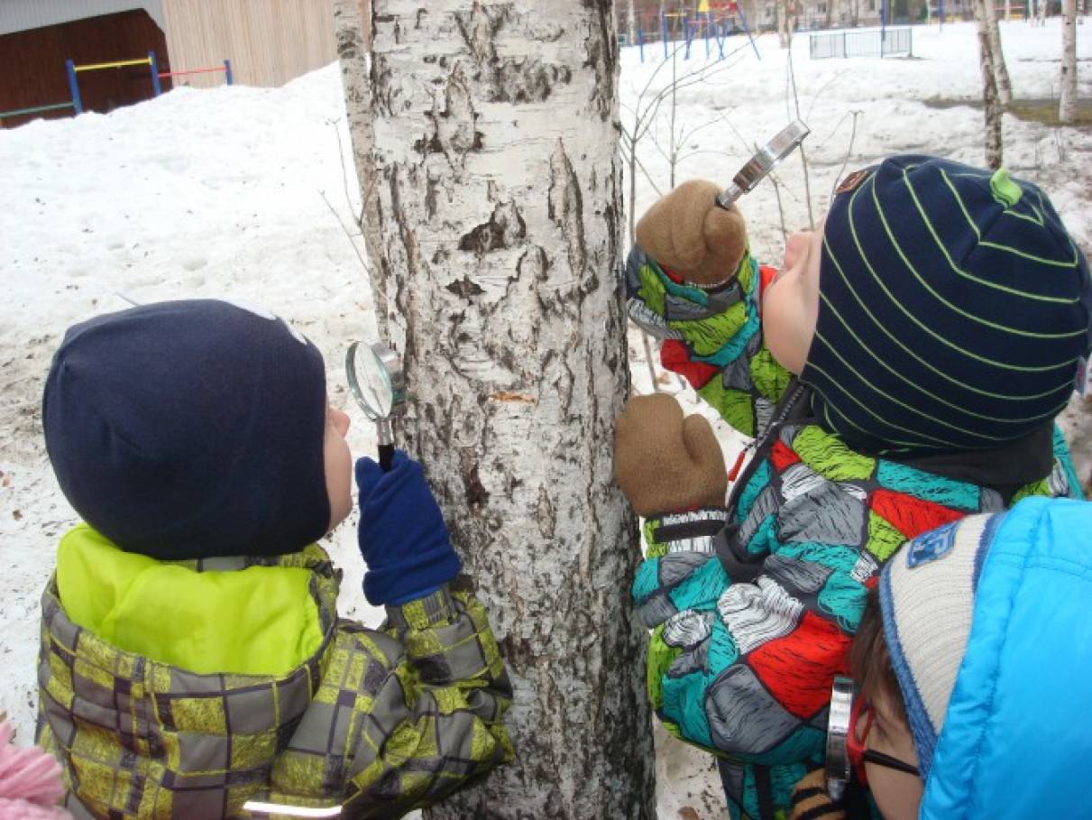 Березка помощь. Целевая прогулка с детьми 3-4 зимний поход к Березе. Фото дети рассматривают березу в детском саду.