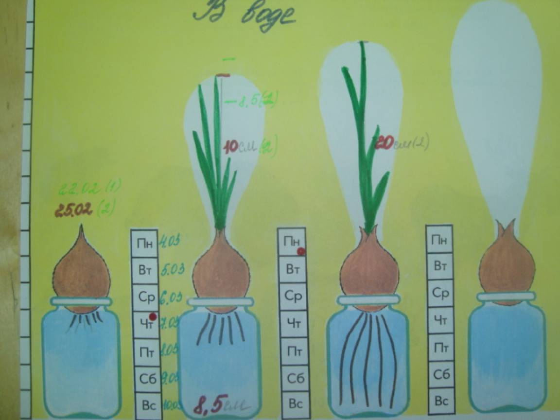 Наблюдения за растениями в детском саду. Наблюдение за луком в средней группе. Наблюдение за луком в старшей группе.