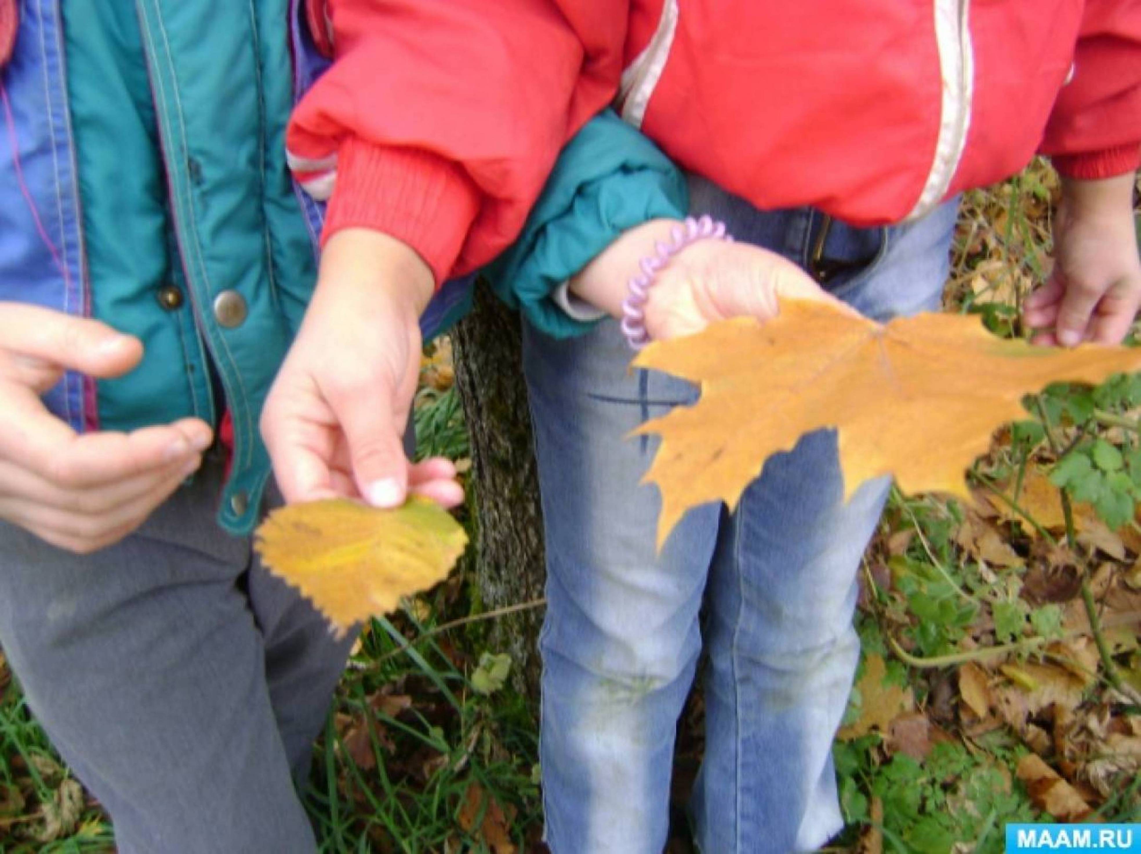 Собрать осенние листья. Наблюдение за осенними листьями. Осенняя прогулка листья. Наблюдение за листьями деревьев детей. Дети собирают осенние листья.