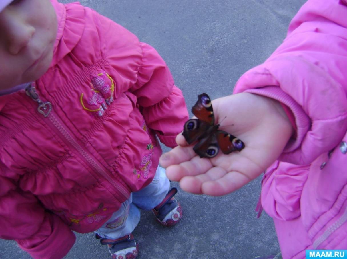 Наблюдать за бабочкой. Наблюдение за насекомыми. Дети наблюдают за насекомыми. Наблюдение на прогулке за насекомыми. Наблюдение за насекомыми в ДОУ.