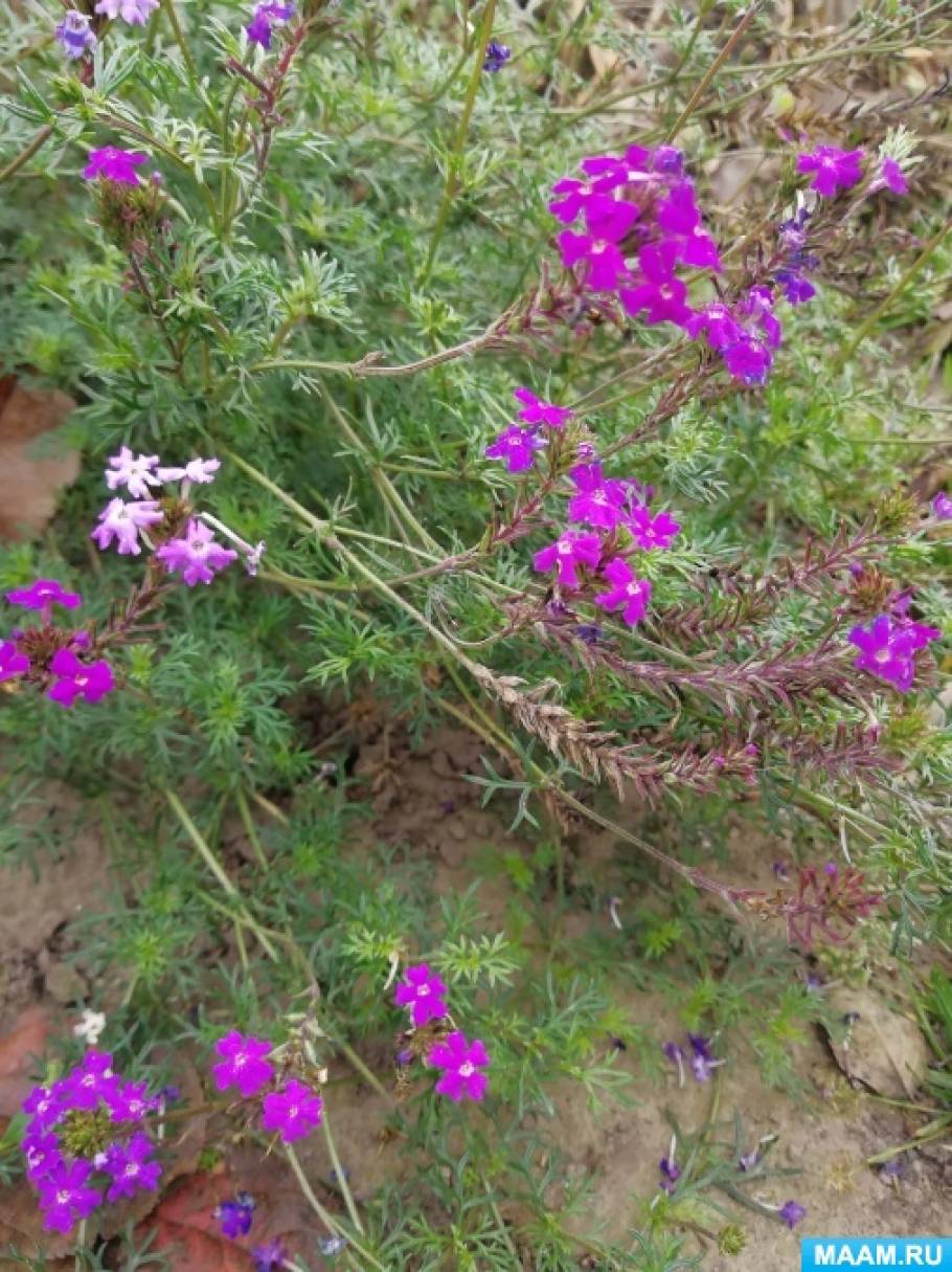 detsad-358845-1572842547.jpg