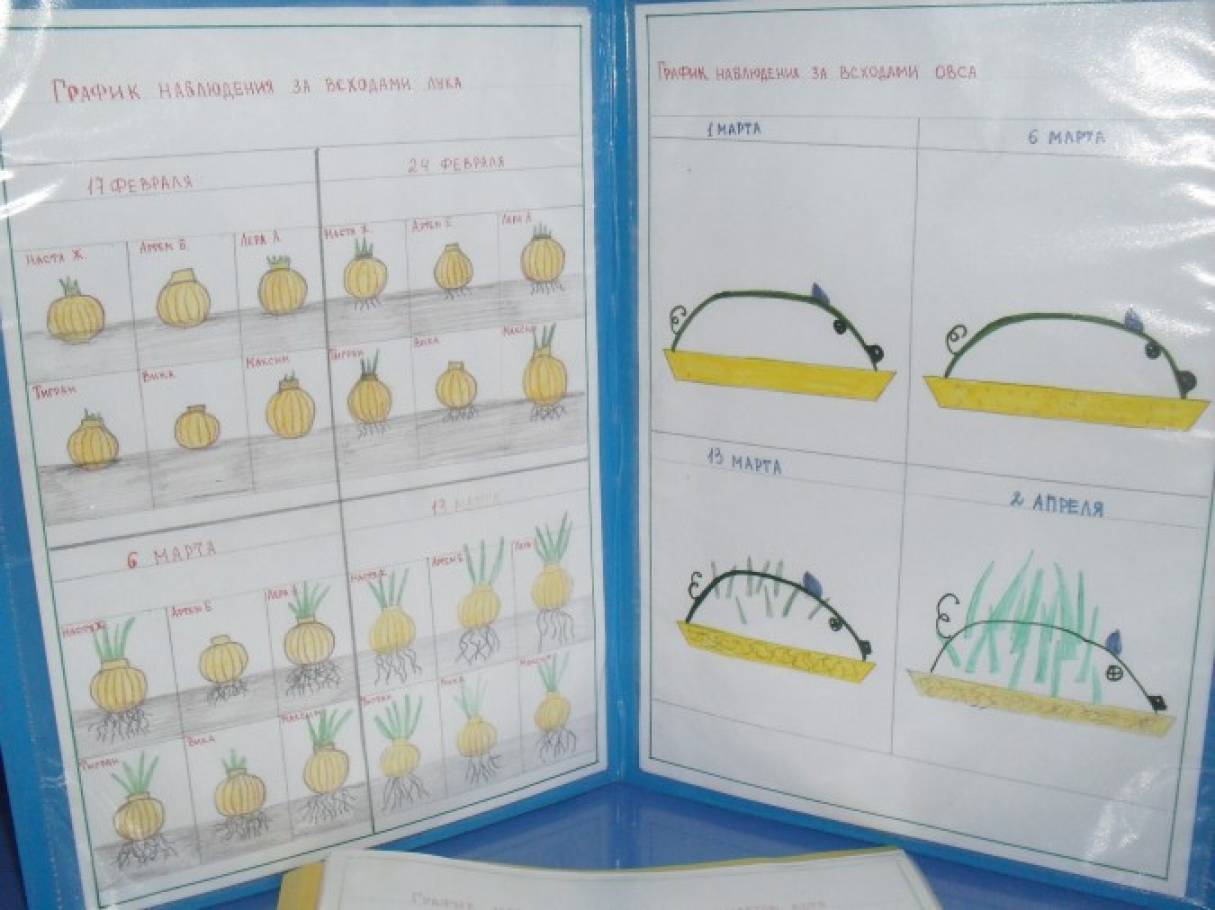 Дневник наблюдений за луком в детском саду. Дневник наблюдения за растениями в детском. Дневник наблюдений в детском саду. Дневник наблюдений средняя группа. Дневник наблюдения для детей в детском саду.