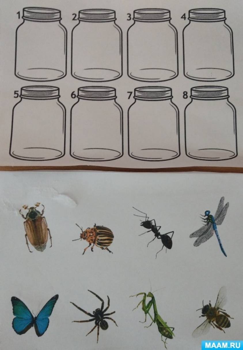 Опыт-игра «Находилки насекомых»