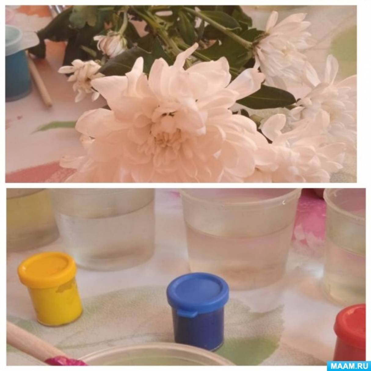 Фотоотчет об эксперименте «Как вода попадает в растение? Окрашивание цветов»