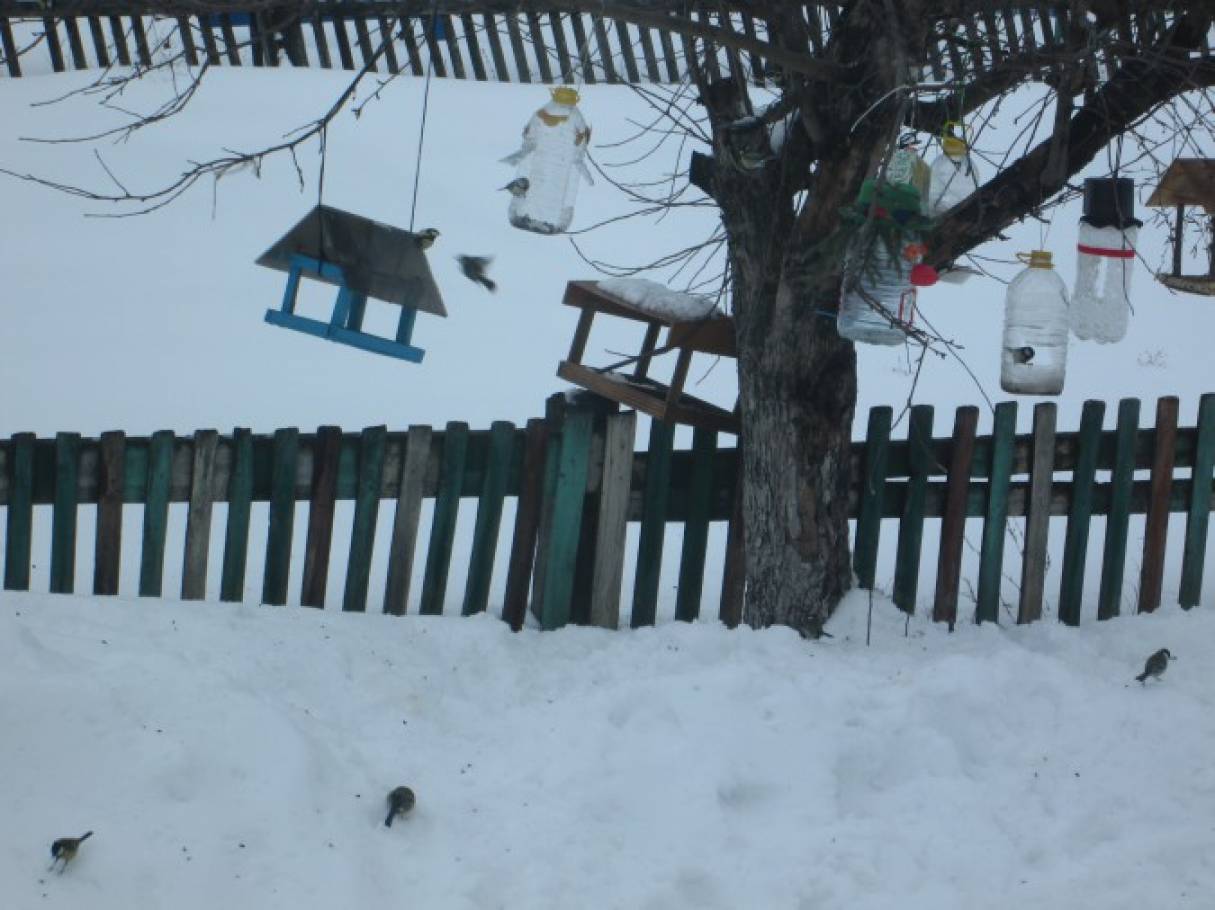 Природоохранная акция птичья столовая. Смотреть фото Природоохранная акция птичья столовая. Смотреть картинку Природоохранная акция птичья столовая. Картинка про Природоохранная акция птичья столовая. Фото Природоохранная акция птичья столовая