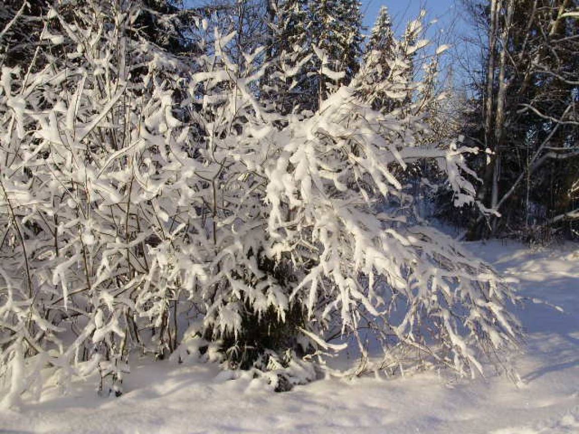 Смотреть фотографию №10 Фото №10 Катаются с горы
