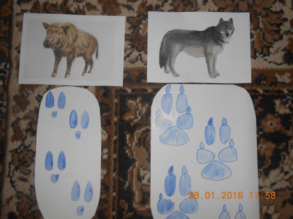 Лесные звери старшая группа. Рисование следы на снегу. Следы животных на снегу. Следы лесных животных для дошкольников. Рисование следы животных 2 младшая группа.