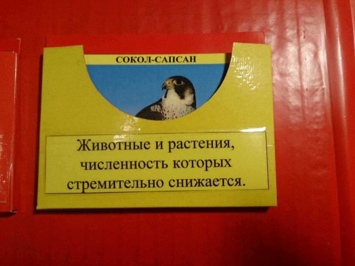 Как сделать красную книгу фото