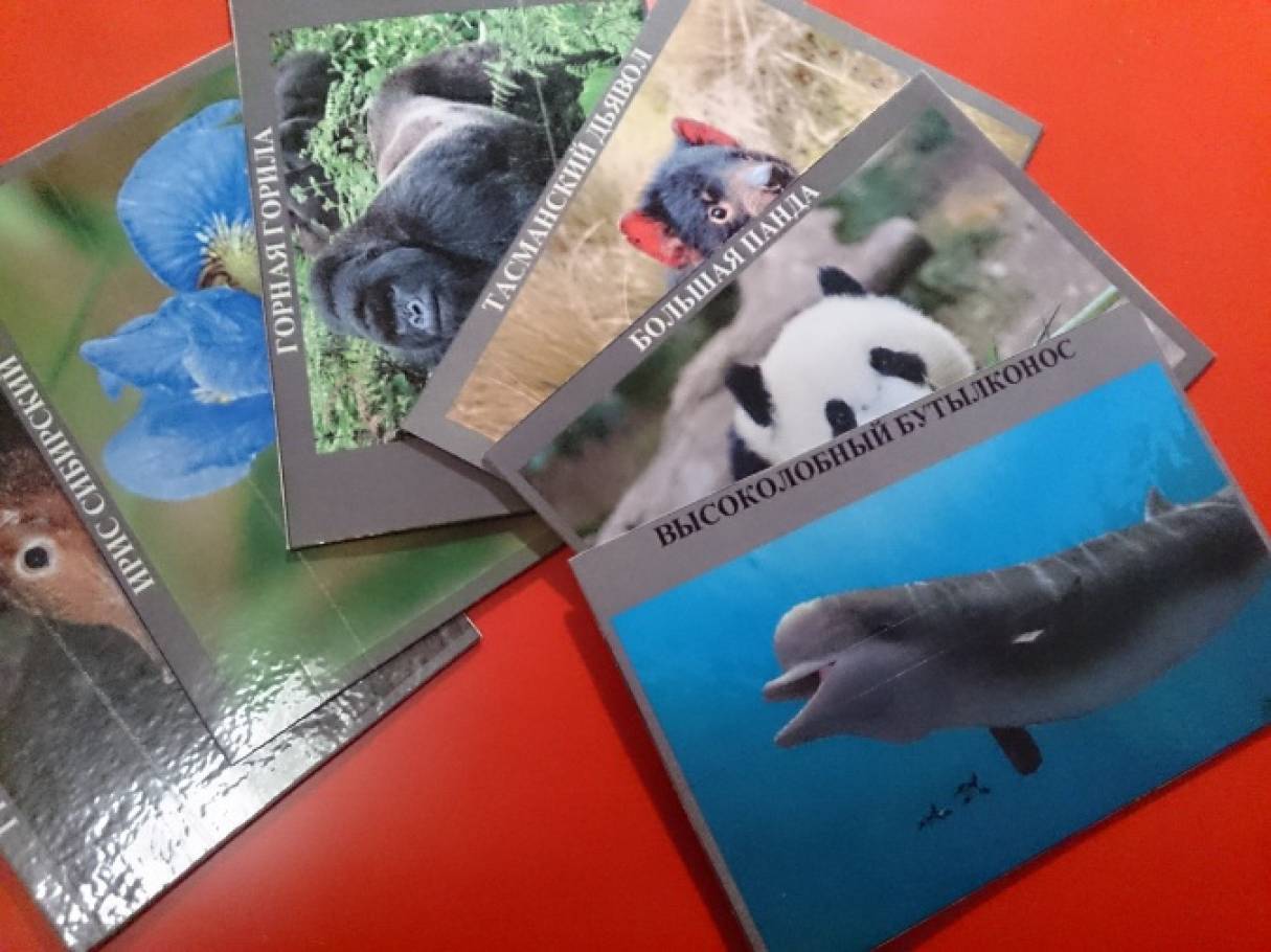 Как сделать красную книгу фото