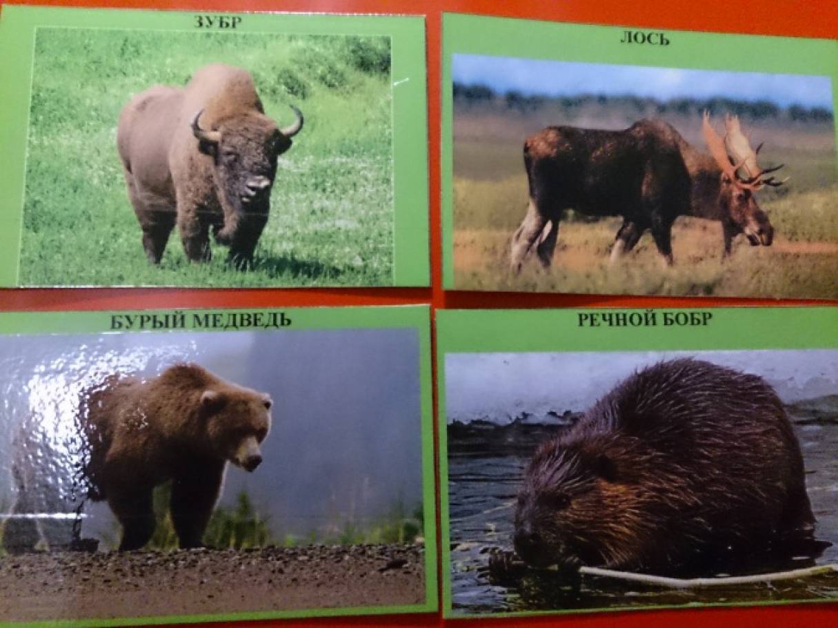 Как сделать красную книгу фото