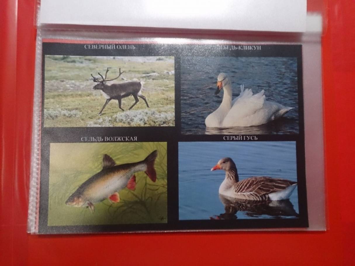 Как сделать красную книгу фото