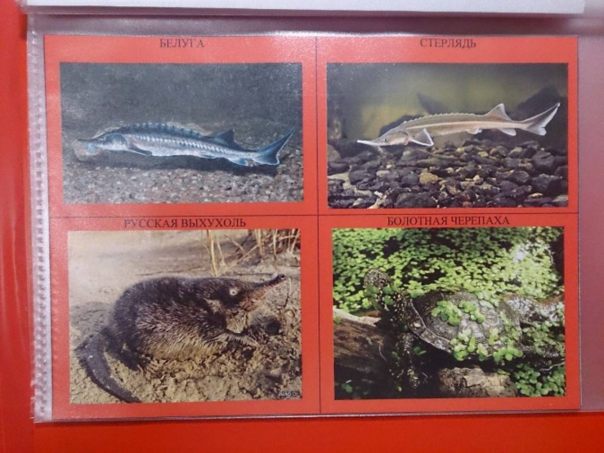 Как сделать красную книгу фото