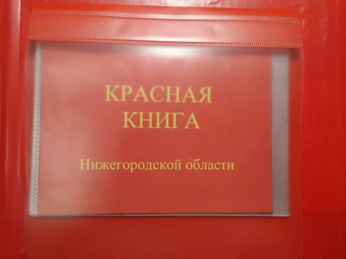 Как сделать красную книгу фото