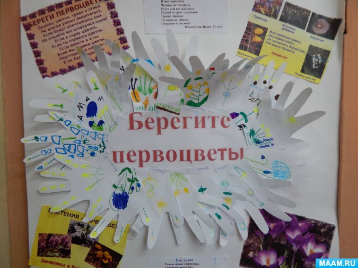 Проект берегите первоцветы в детском саду