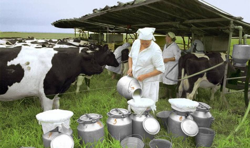 О пользе домашних животных корова
