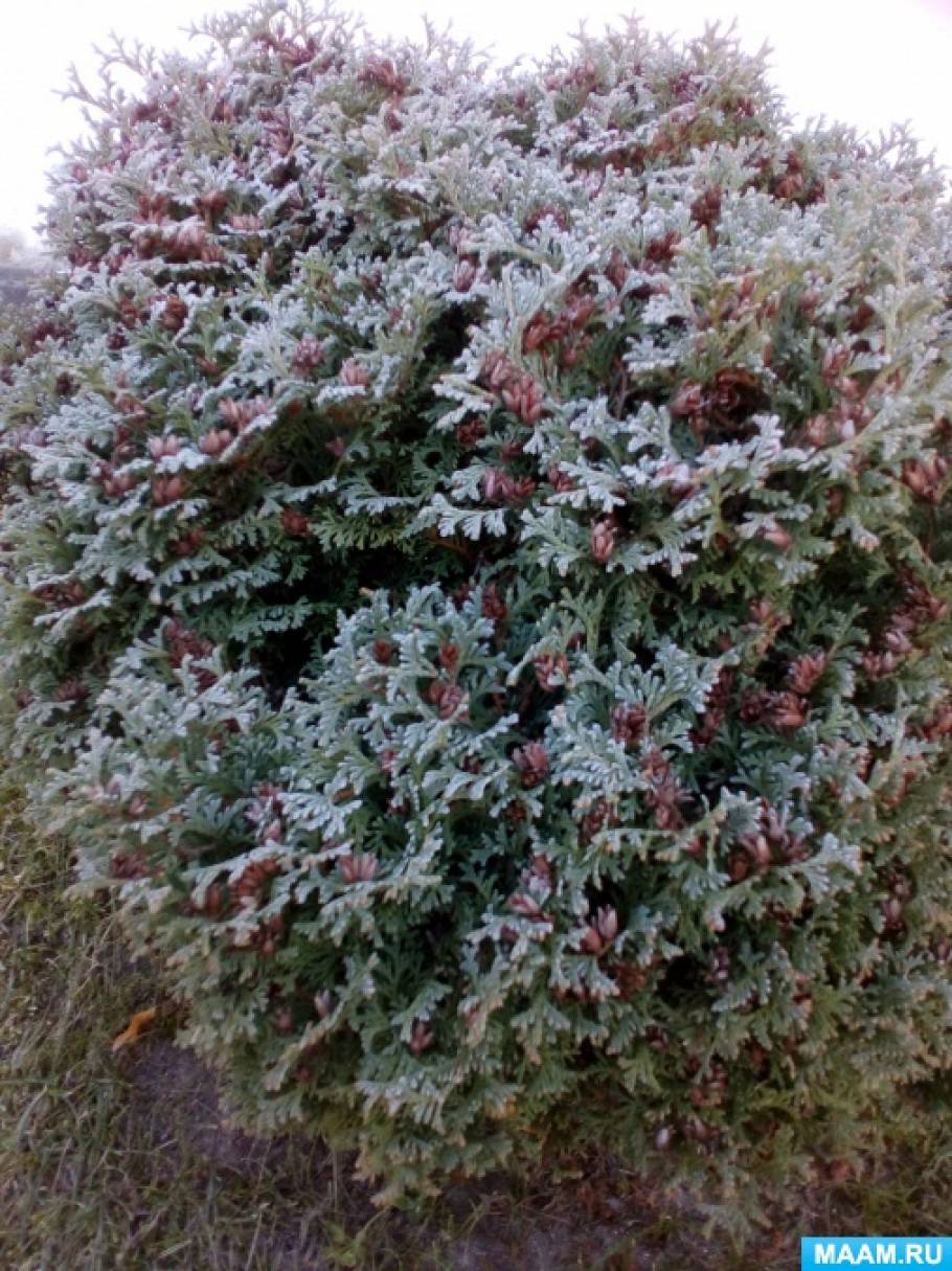 ��������� ����������� �� �����