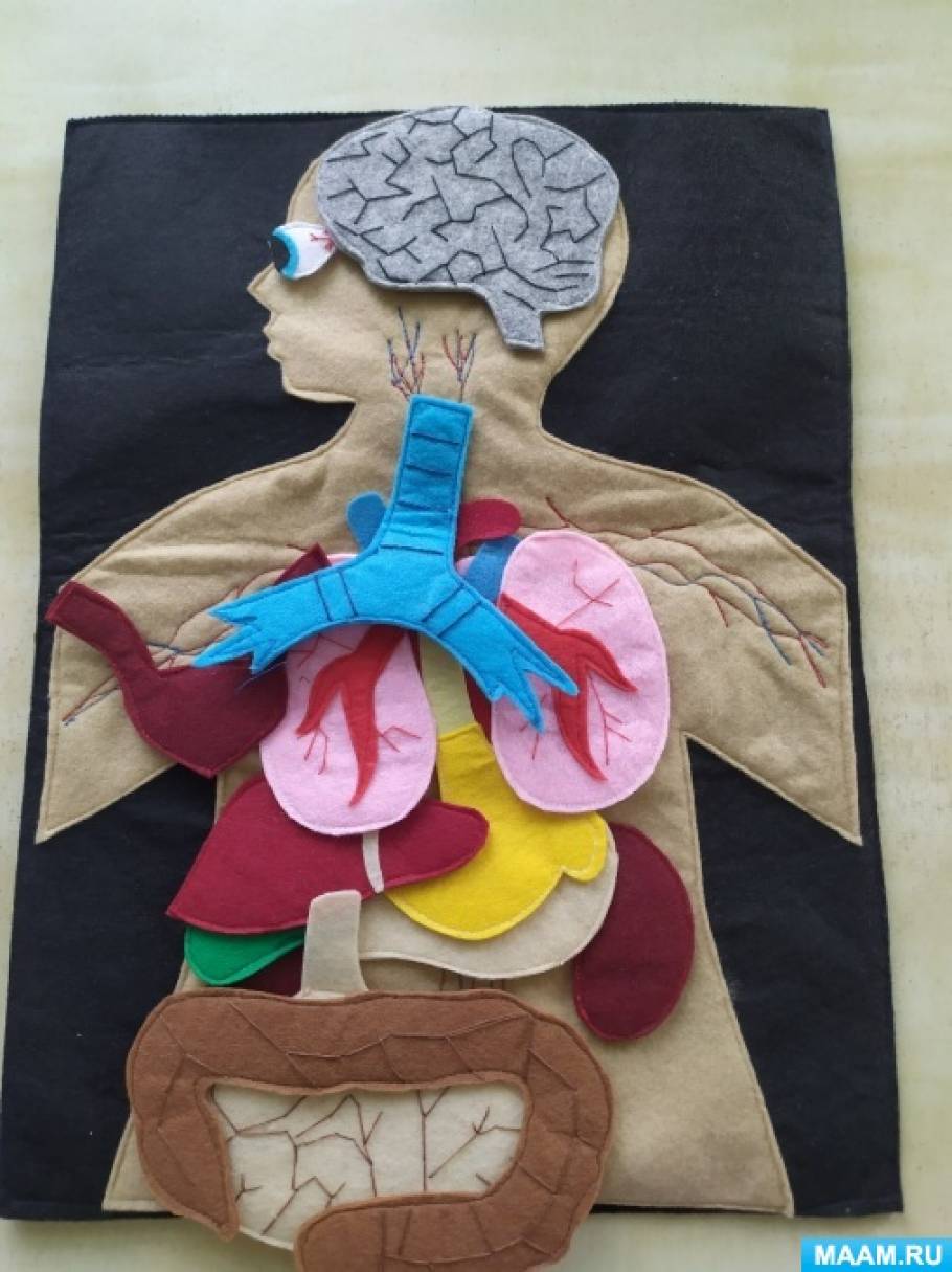 Дидактическая игра-панно из фетра «Внутренние органы человека» для детей 6–7 лет