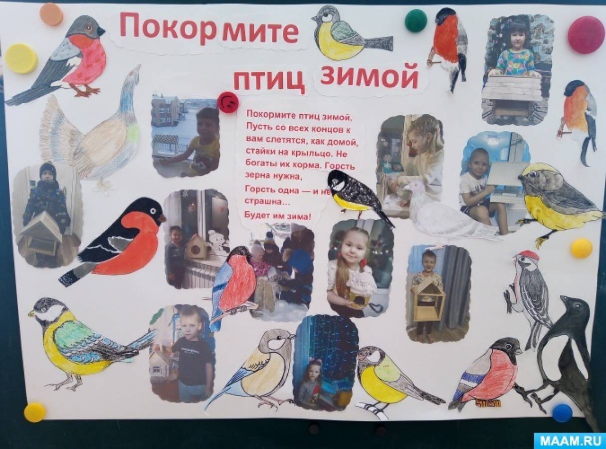 Проект «Зимующие птицы» в старшей группе (7 фото). Воспитателям детских  садов, школьным учителям и педагогам - Маам.ру