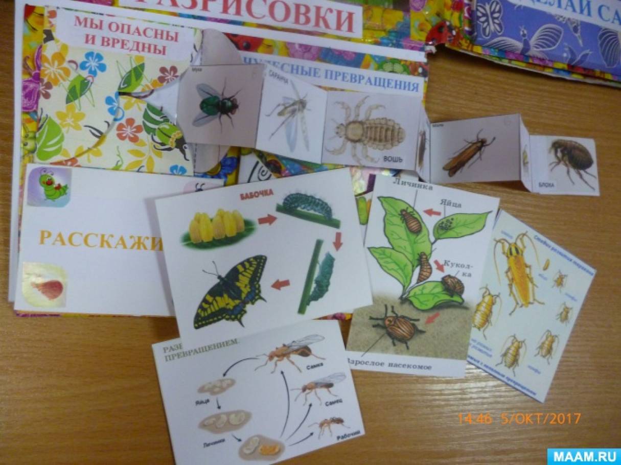Картинки лэпбук насекомые