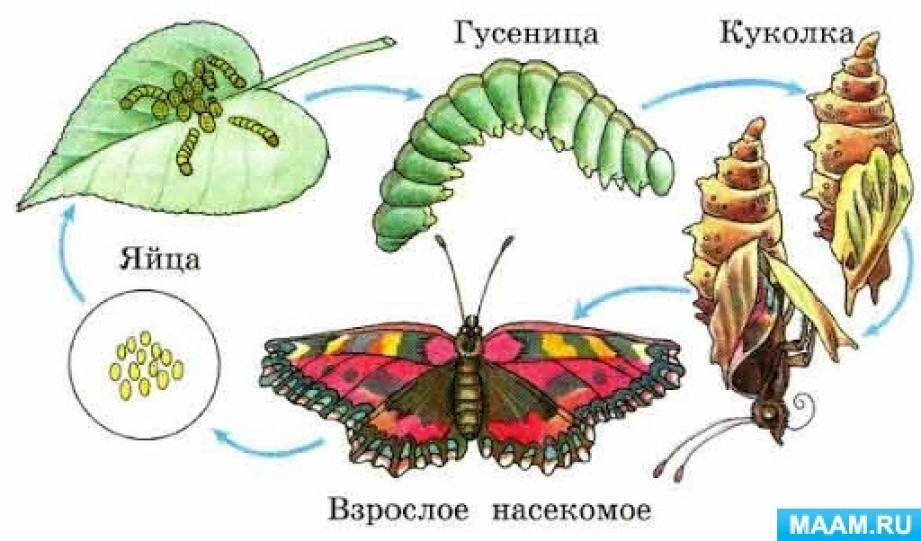 Картинки РАЗВИТИЕ БАБОЧКИ НАЗЫВАЮТ