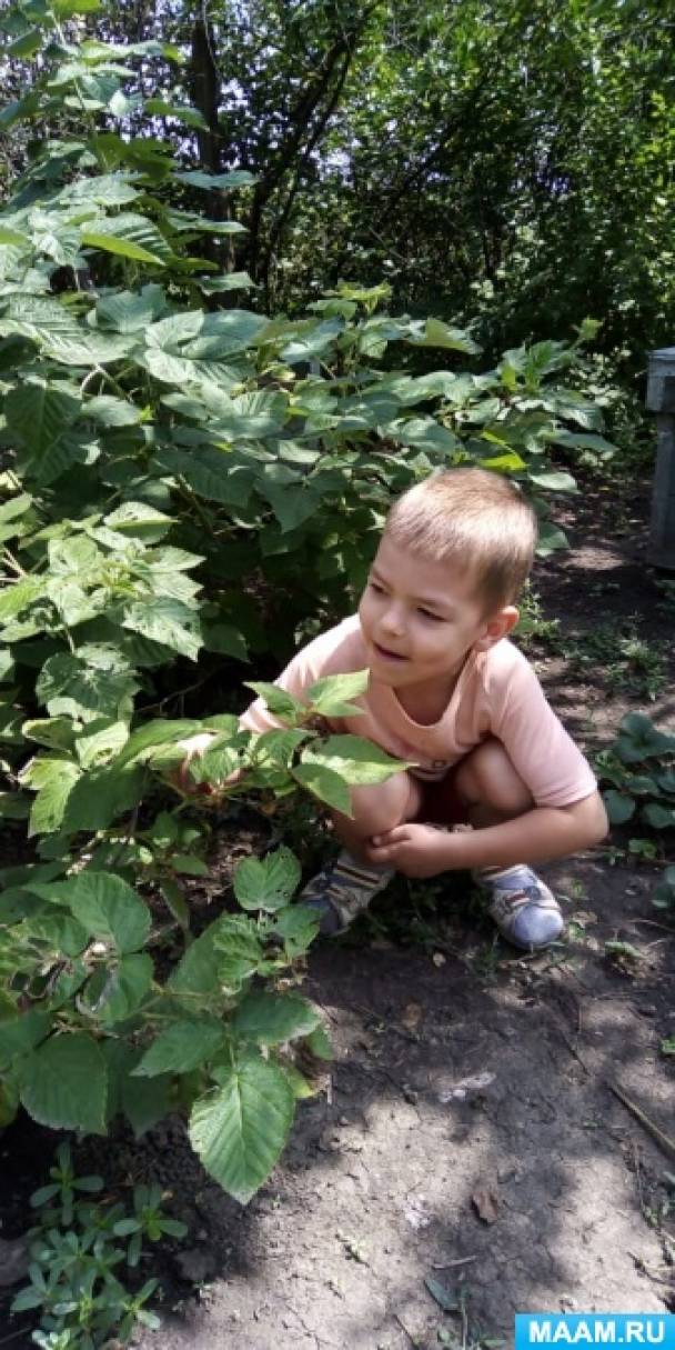 Малину в саду сценарий. detsad 470297 1566611208. Малину в саду сценарий фото. Малину в саду сценарий-detsad 470297 1566611208. картинка Малину в саду сценарий. картинка detsad 470297 1566611208. Отрывок «Божья коровка» из сборника сказок «Детство в малине» Разыгрался звонкий дождик и пошел друзей искать. "Кто тут спрятался под листик? Я не дам тебе скучать! Выходи, кто самый смелый! Поиграю я с тобой. Я ведь не надолго вышел. Скоро позовут домой." Вышла божья коровка. "Вот и я. Давай дружить!" Дождик радостно хохочет: "Я могу тебя.