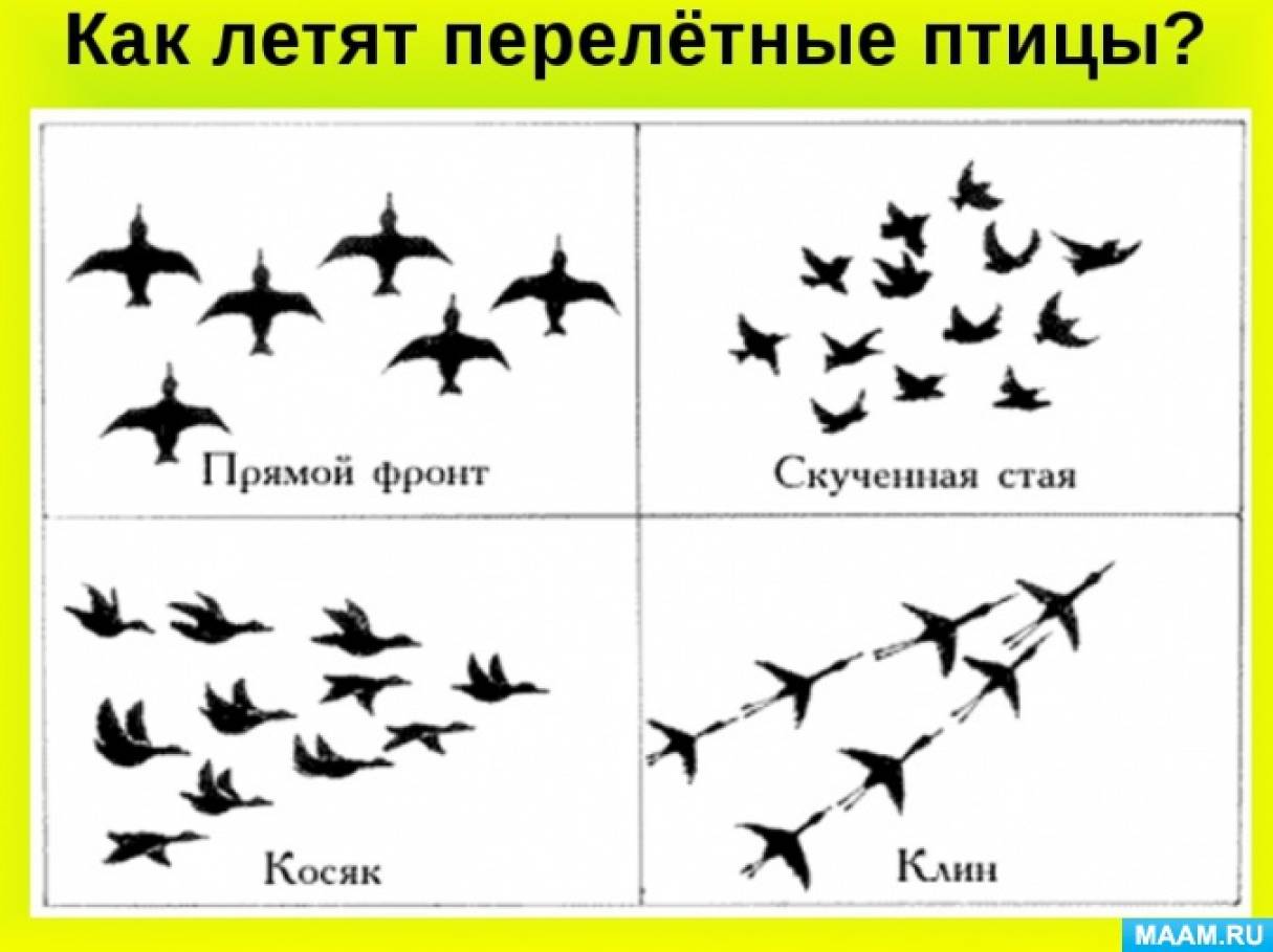 Рисование конспект перелетные птицы