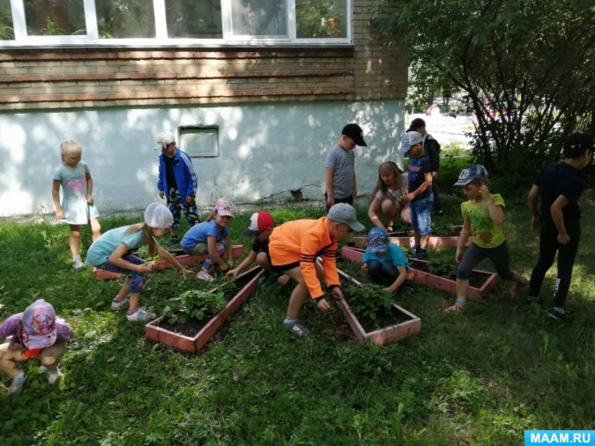 Наблюдение за ростом клубники. detsad 486133 1564848886. Наблюдение за ростом клубники фото. Наблюдение за ростом клубники-detsad 486133 1564848886. картинка Наблюдение за ростом клубники. картинка detsad 486133 1564848886. В работе проводится исследование об условиях выращивания клубники в домашних условиях.