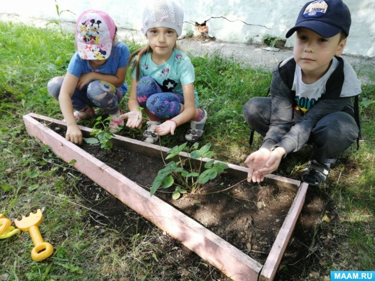 Наблюдение за ростом клубники. detsad 486133 1564849019. Наблюдение за ростом клубники фото. Наблюдение за ростом клубники-detsad 486133 1564849019. картинка Наблюдение за ростом клубники. картинка detsad 486133 1564849019. В работе проводится исследование об условиях выращивания клубники в домашних условиях.