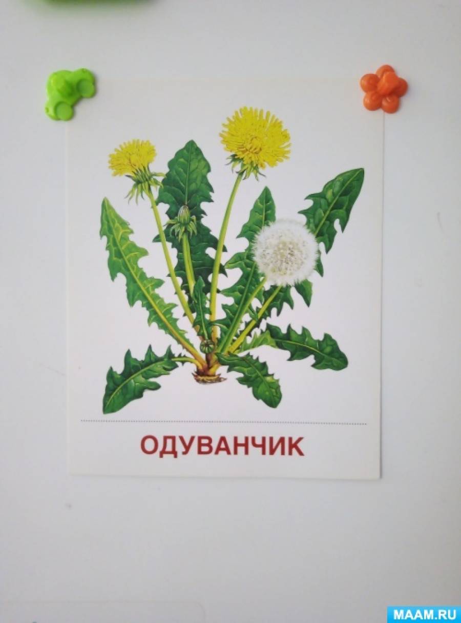 Рисуем одуванчик 1 младшая группа