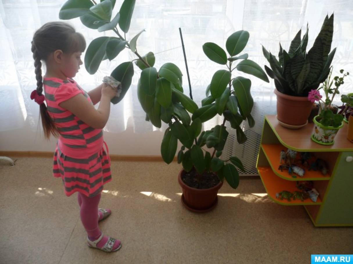 какие цветы должны быть в уголке природы в старшей группе по фгос фото. Смотреть фото какие цветы должны быть в уголке природы в старшей группе по фгос фото. Смотреть картинку какие цветы должны быть в уголке природы в старшей группе по фгос фото. Картинка про какие цветы должны быть в уголке природы в старшей группе по фгос фото. Фото какие цветы должны быть в уголке природы в старшей группе по фгос фото