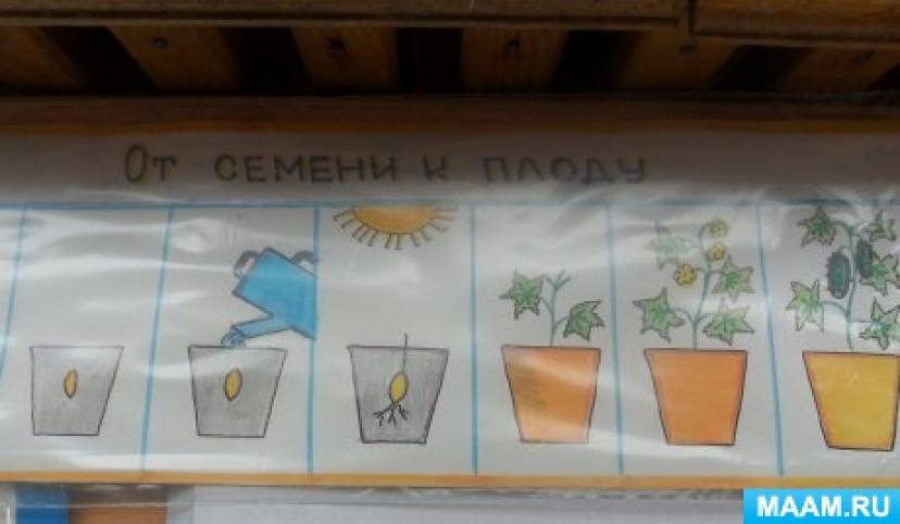 Наблюдения за растениями в детском саду. Зарисовки роста растений в детском саду. Посадка семян в детском саду. Высаживание растений в детском саду.