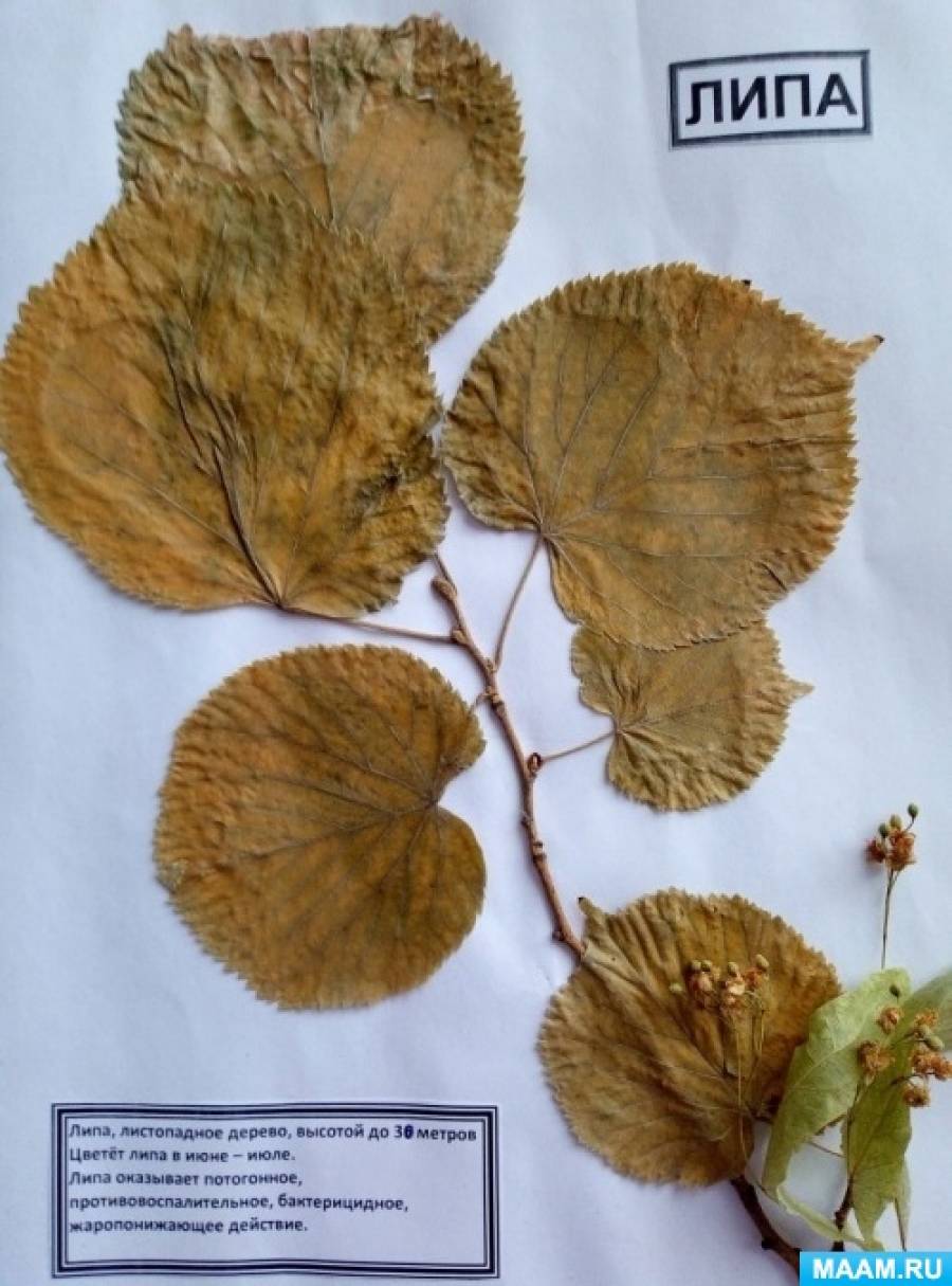 Красивые гербарии из листьев их фото