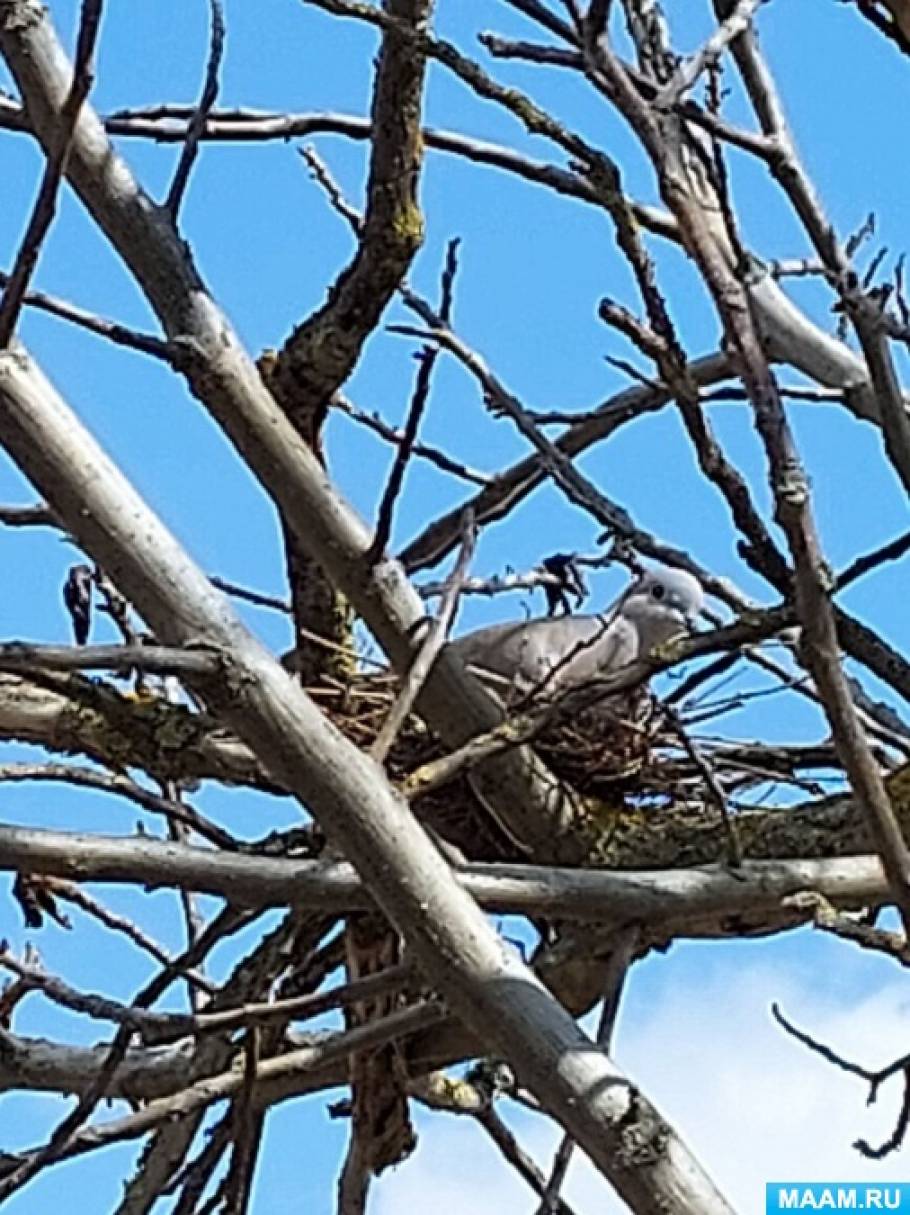 Конспект целевой прогулки «Наблюдение за голубем в гнезде»