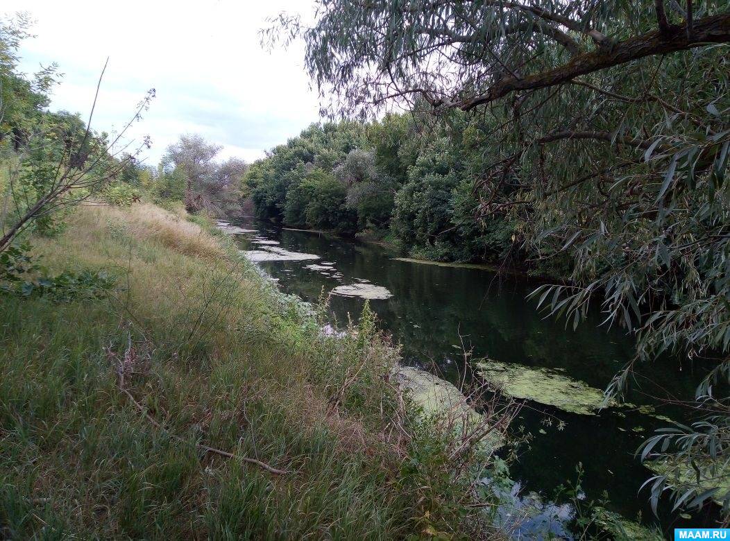 Смотреть фотографию №4 Фото №4 В её зелёных водах отражаются небрежно наклонённые ивы верба и камыш по берегам обильно растёт череда подорожник крапива