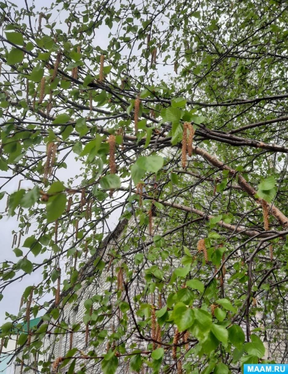 Конспект экологической беседы о березах и отображение их в творчестве ...