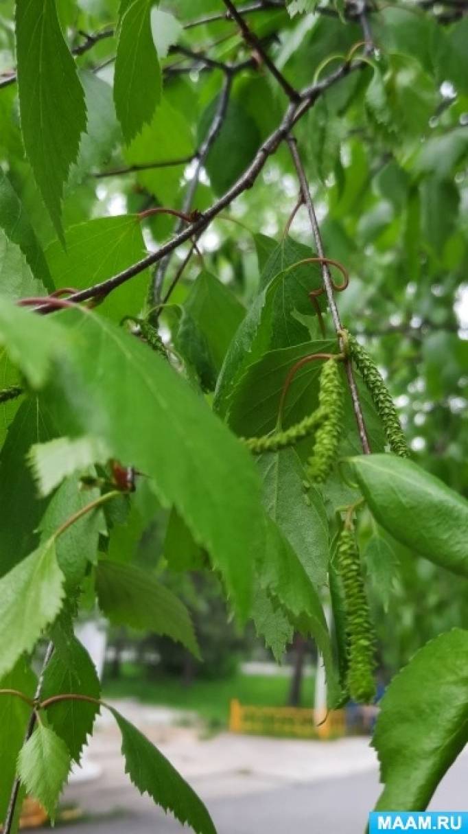 Конспект экологической беседы о березах и отображение их в творчестве ...