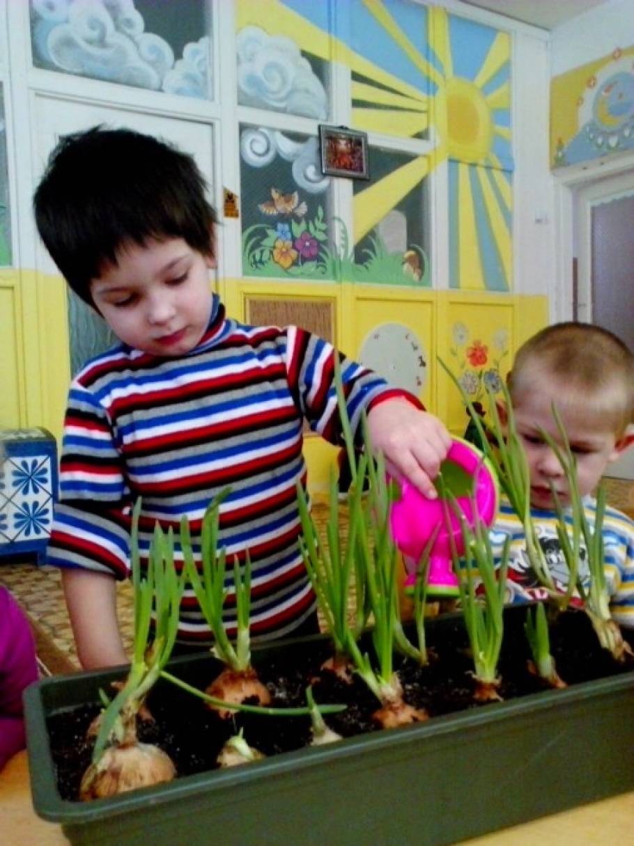 Сажаем лук в детском саду