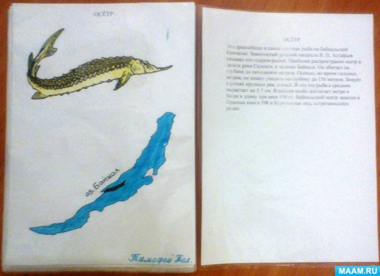 Фотоотчёт о занятии по рисованию с детьми 5–7 лет «Как мы рисовали книжку-малышку «Байкальский заповедник»