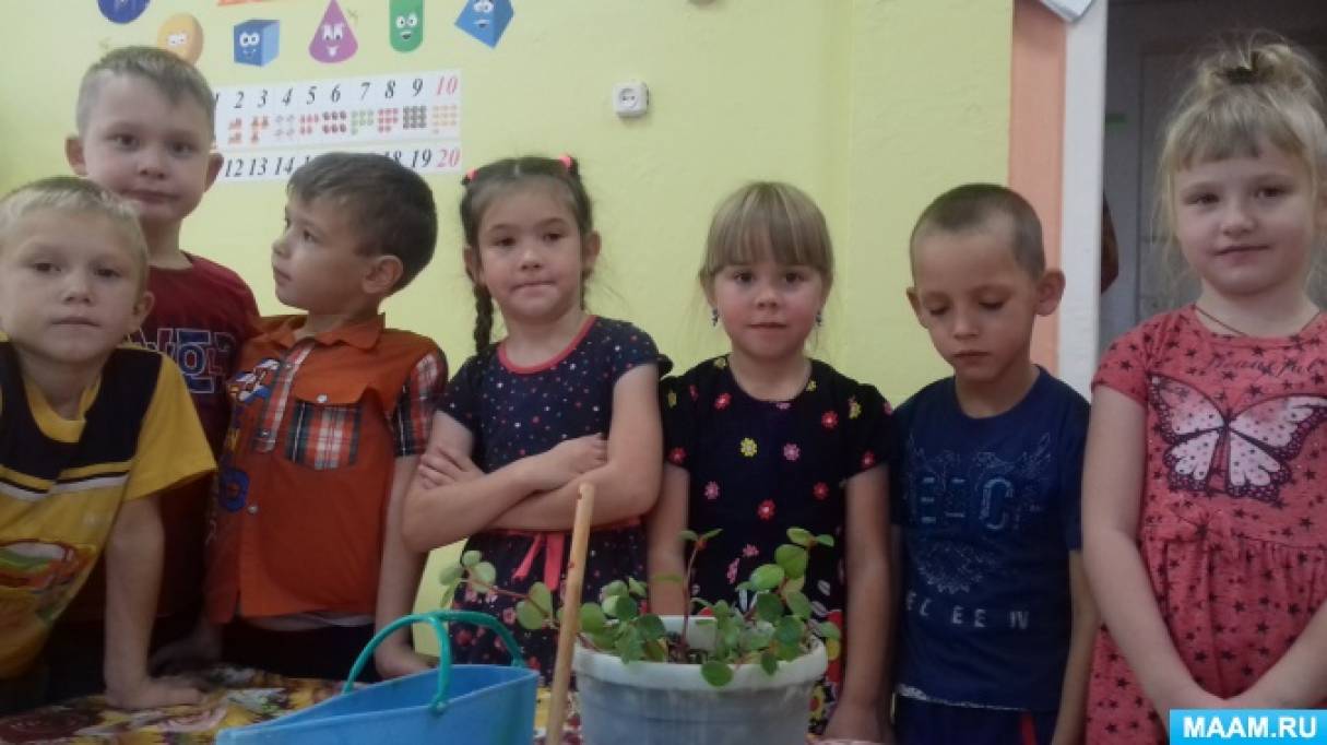Конспект занятия с детьми старшего возраста «Посадка черенков комнатного растения» Фото Конспект занятия с детьми старшего возраста «Посадка черенков комнатного растения»