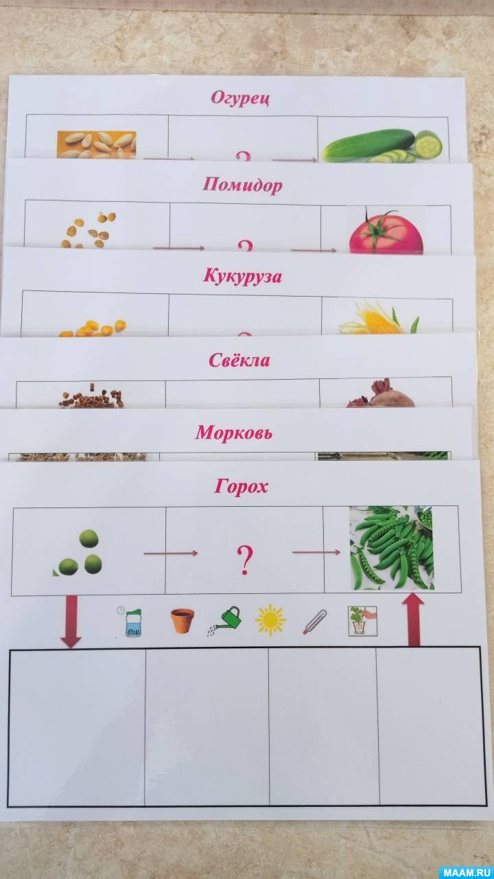 Дидактические игры по теме «Семена растений» для детей старшего дошкольного возраста