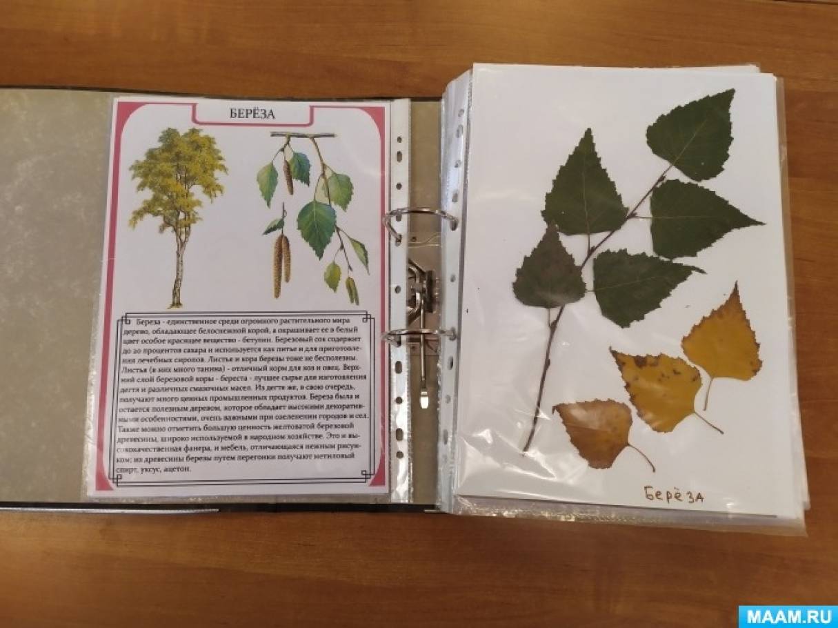 Создание гербария как средство ознакомления детей дошкольного возраста с природой родного края
