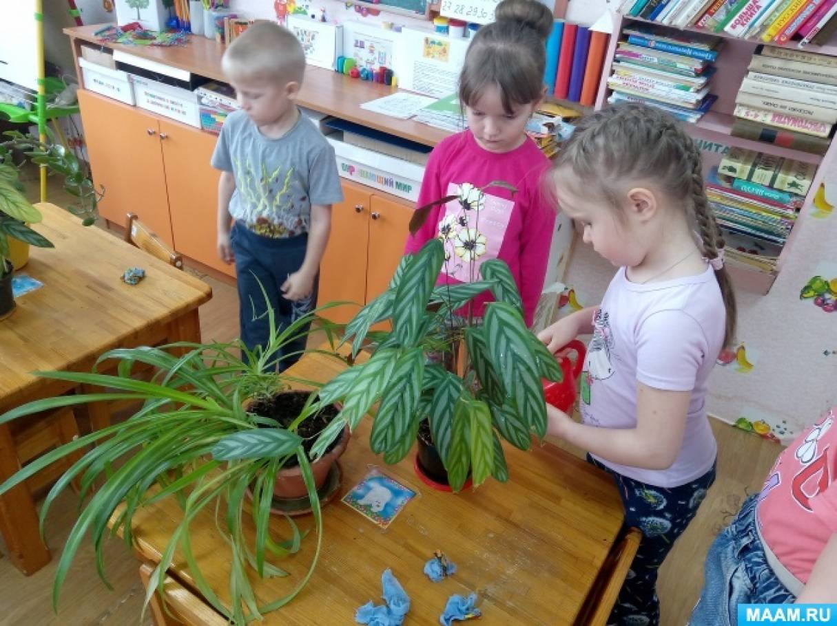 Наблюдения за растениями в детском саду. Наблюдение за цветком в садике. Наблюдение за растениями.