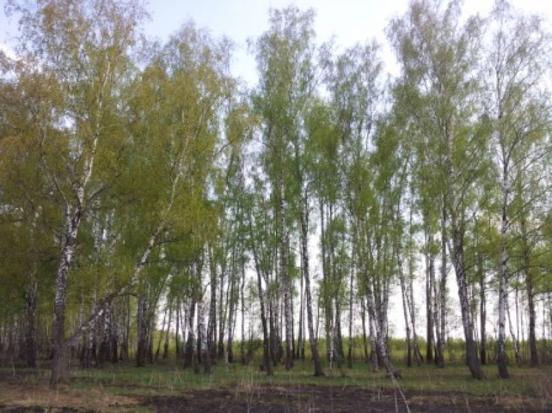 Фоторепортаж «Прогулка в лес» Фото Фоторепортаж «Прогулка в лес»