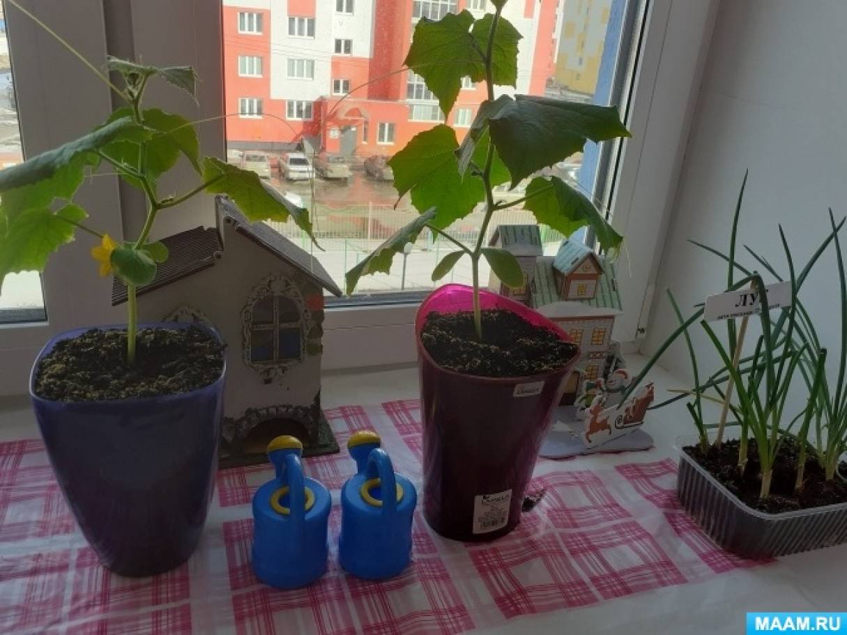 Смотреть фотографию №4 Фото №4 Огороды на подоконнике огород на окне